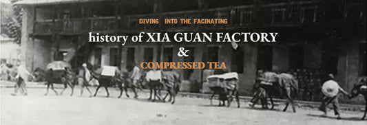 Tea times with Jing - Xia Guan tea factory history